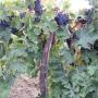 Frutti Rucci Mario Perito Agrario