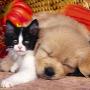 RESIDENZA CANI E GATTI