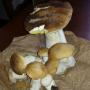 Funghi