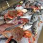 Pesce Fresco Pescato