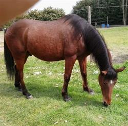 Cavallo Selleria - Linea verde