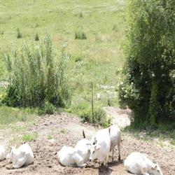 Azienda Agricola Biologica Pietrini Graziano