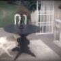 Ceramiche per Pavimenti