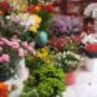 Profumo di Fiori