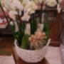 Profumo di Fiori