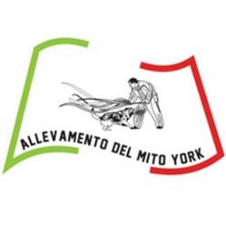 Allevamento del Mito York