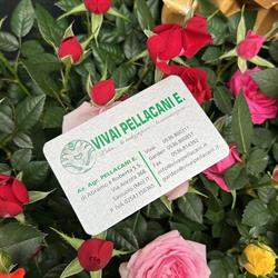 Vivai Pellacani