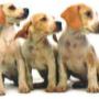 Veterinario