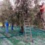 Raccolta Olive