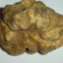 Tartufo