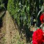 Azienda Agricola