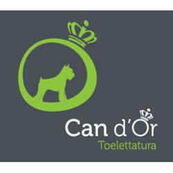 Toelettatura Can D'Or