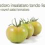 Pomodoro Insalataro