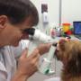 Ortopedia Vetclinic