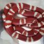 Serpenti