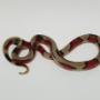Serpenti