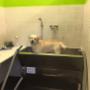 Lavaggio Animali Self Service