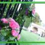Fiori per Matrimoni