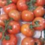 Pomodori