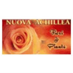 Nuova Achillea Fiori e Piante