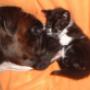 Clinica Veterinaria Amico Mio