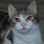 Clinica Veterinaria Amico Mio