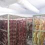 Gallery Professionale