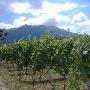 Azienda Vinicola
