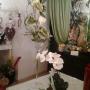Fiori