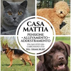 Casa Mattia Pensione Addestramento Alleva Labrador Pastore Tedesco Barboncino
