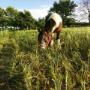 Pony La Fattoria C'Era Una Volta Ostia Antica
