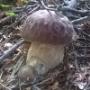 Funghi Porcini