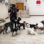 Toelettatura Animali Bauloft Club Asilo per Cani-Asilo per Cani