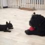 Giochi per Cani Bauloft Club Asilo per Cani-Socializzazione Canina