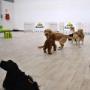 Dog Sitter Bauloft Club Asilo per Cani-Giochi per Cani