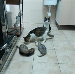 Ambulatorio Veterinario La Fenice