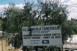Azienda Agricola Canciulle