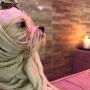 Shampoo e Coccole