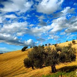 Immobiliare Mare e Colline