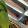 Articoli per Giardinaggio