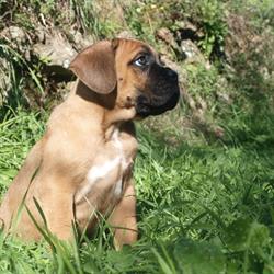 Pensione Cani - Allevamento Le Principesse De I Giacchini
