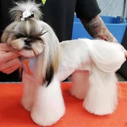 Toelettatura Dog e Cat
