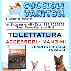 Cuccioli Vanitosi