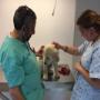 Ecografia Veterinaria