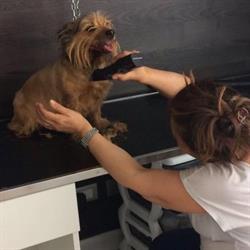 Beauty Pet Toelettatura Cani e Gatti