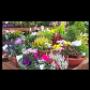Fiori