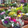 Fiori