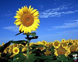 Vivaio Il Girasole