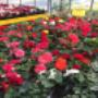 Fiori