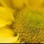 Fioraio
